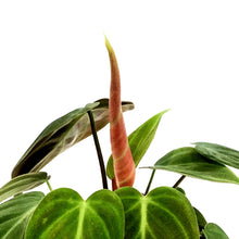Load image into Gallery viewer, Philodendron, 4in, El Choco Red