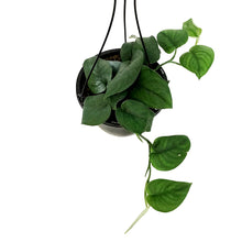Load image into Gallery viewer, Scindapsus, 8in HB, Jade Satin