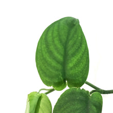Load image into Gallery viewer, Scindapsus, 8in HB, Jade Satin
