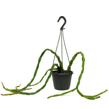 Load image into Gallery viewer, Rhipsalis, 6in HB, Paradoxa