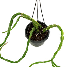Load image into Gallery viewer, Rhipsalis, 6in HB, Paradoxa