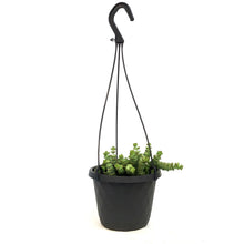 Load image into Gallery viewer, Crassula, 6in HB, Rupestris Jade Necklace