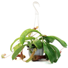 Load image into Gallery viewer, Nepenthes, 6in HB, Alata