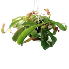 Load image into Gallery viewer, Nepenthes, 6in HB, Alata