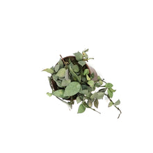 Load image into Gallery viewer, Hoya, 4in, Krohniana