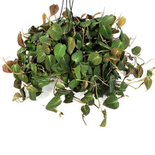 Load image into Gallery viewer, Philodendron, 10in HB, Micans