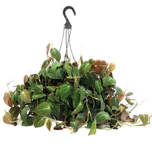 Load image into Gallery viewer, Philodendron, 10in HB, Micans