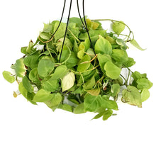 Load image into Gallery viewer, Philodendron, 10in HB, Lemon Lime Heart Leaf