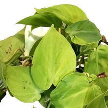 Load image into Gallery viewer, Philodendron, 10in HB, Lemon Lime Heart Leaf