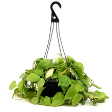 Load image into Gallery viewer, Philodendron, 10in HB, Lemon Lime Heart Leaf