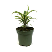 Load image into Gallery viewer, Cordyline, 4in, Coffee Compacta