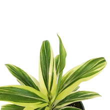 Load image into Gallery viewer, Cordyline, 4in, Coffee Compacta