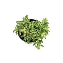 Load image into Gallery viewer, Lipstick Plant, 4in, Bolero Bicolore