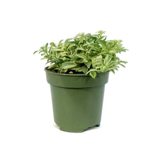 Load image into Gallery viewer, Lipstick Plant, 4in, Bolero Bicolore