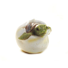 Load image into Gallery viewer, Polyresin Baby Turtle in Shell Statue, 4in