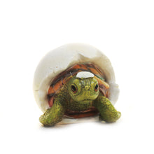 Load image into Gallery viewer, Polyresin Baby Turtle in Shell Statue, 4in