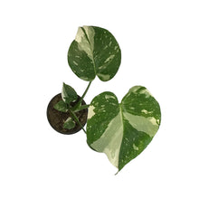 Load image into Gallery viewer, Monstera, 4in, Deliciosa Thai Constellation