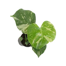 Load image into Gallery viewer, Monstera, 4in, Deliciosa Thai Constellation