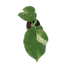 Load image into Gallery viewer, Monstera, 4in, Deliciosa Thai Constellation