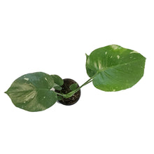 Load image into Gallery viewer, Monstera, 4in, Deliciosa Thai Constellation