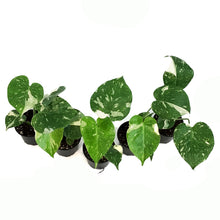 Load image into Gallery viewer, Monstera, 4in, Deliciosa Thai Constellation