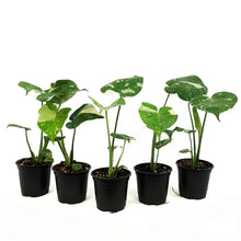 Load image into Gallery viewer, Monstera, 4in, Deliciosa Thai Constellation