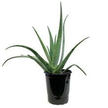 Load image into Gallery viewer, Aloe Vera, 10in