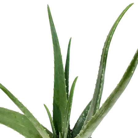 Aloe Vera, 10in