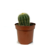 Load image into Gallery viewer, Cactus, 4in, Notocactus Magnificus 'Balloon'