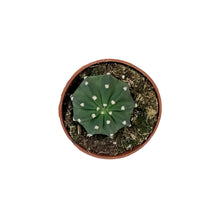 Load image into Gallery viewer, Cactus, 4in, Echinopsis Subdenudatum dominos