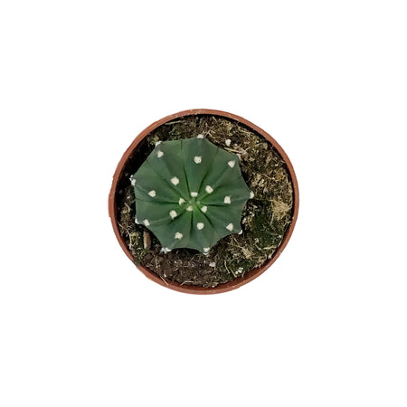 Cactus, 4in, Echinopsis Subdenudatum dominos