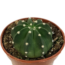 Load image into Gallery viewer, Cactus, 4in, Echinopsis Subdenudatum dominos
