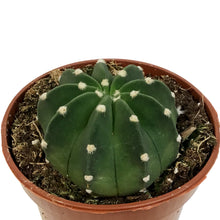 Load image into Gallery viewer, Cactus, 4in, Echinopsis Subdenudatum dominos