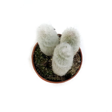 Load image into Gallery viewer, Cactus, 4in, Austrocephalocereus Dybowskii
