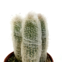 Load image into Gallery viewer, Cactus, 4in, Austrocephalocereus Dybowskii