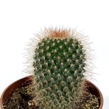 Load image into Gallery viewer, Cactus, 4in, Mammillaria Spinosissima