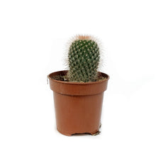 Load image into Gallery viewer, Cactus, 4in, Mammillaria Spinosissima