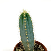Load image into Gallery viewer, Cactus, 4in, P. azureus 'Blue Candle'