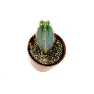 Cactus, 4in, P. azureus 'Blue Candle'