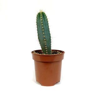 Cactus, 4in, P. azureus 'Blue Candle'
