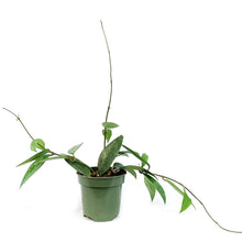 Load image into Gallery viewer, Hoya, 4in, Latifolia Splash