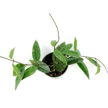 Load image into Gallery viewer, Hoya, 4in, Latifolia Splash