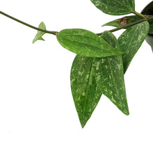 Load image into Gallery viewer, Hoya, 4in, Latifolia Splash