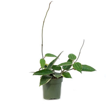 Load image into Gallery viewer, Hoya, 4in, Latifolia Albo