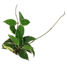 Load image into Gallery viewer, Hoya, 4in, Latifolia Albo