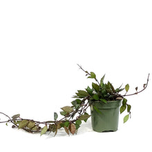 Load image into Gallery viewer, Hoya, 4in, Black Khroniana