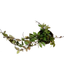 Load image into Gallery viewer, Hoya, 4in, Black Khroniana