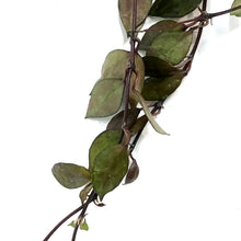 Load image into Gallery viewer, Hoya, 4in, Black Khroniana