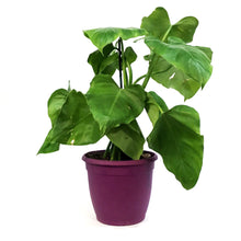 Load image into Gallery viewer, Philodendron, 8in, Giganteum