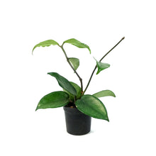 Load image into Gallery viewer, Hoya, 2.75in, Wat Doi Toung